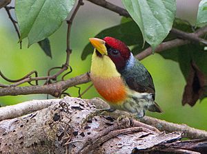 Lemon-throated Barbet (Eubucco richardsoni).jpg