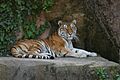 Lincoln park zoo, Chicago, USA (2787530060)