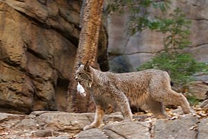 Lynx at Montreal Biodome