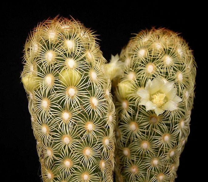Mammillaria elongata var stella-aurata2 ies