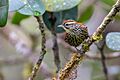 Margarornis squamiger 68812121