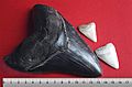 Megalodon tooth with great white sharks teeth-3-2