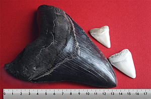 Megalodon tooth with great white sharks teeth-3-2