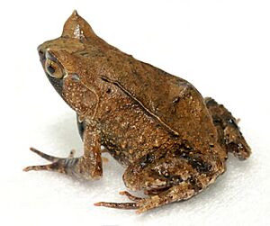 Mindanao horned frog Facts for Kids