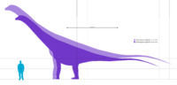 Mendozasaurus Scale.svg