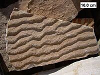 Microbial mat on ripple-marked surface