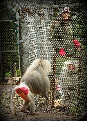 Mirror test with a Baboon