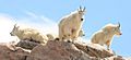 Mountain Goats on Mount Evans Colorado