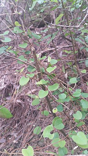 Muehlenbeckia australis.jpg