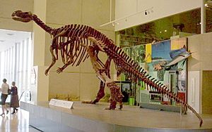 Muttaburrasaurus-Dinosaur-skeleton