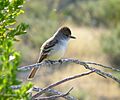 Myiarchus cinerascens