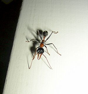 Myrmecia nigrocinta (6971697770)