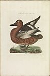 Nederlandsche vogelen (KB) - Aythya nyroca (322b)