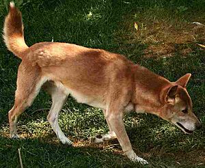 New Guinea Singing Dog on trail-Cropped