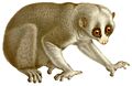 Nycticebus (white background)