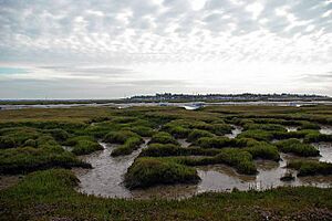 Old Hall Saltings - geograph.org.uk - 218830