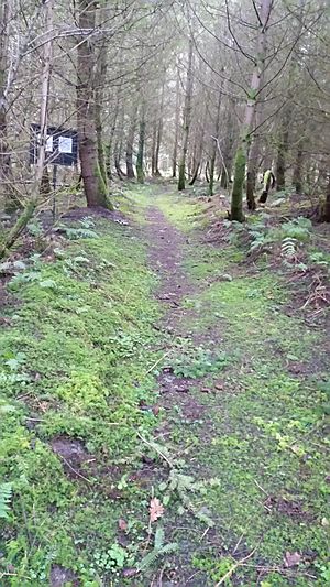 One of the paths at the Caerdroia in Gwydir Forest