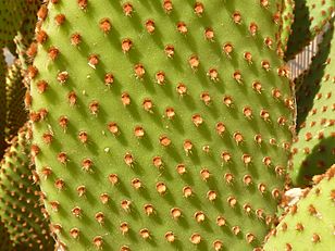 Opuntia microdasys subsp rufida, blad en glochiede, La Montagne, b