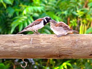 Passer melanurus chick and male