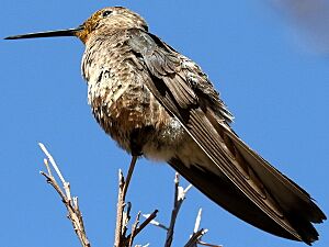 Patagona gigas-perching