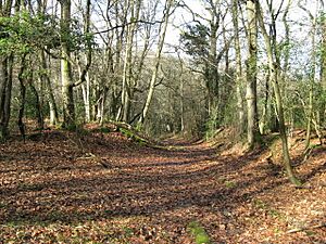 Path through Ebernoe Common - geograph.org.uk - 1162481