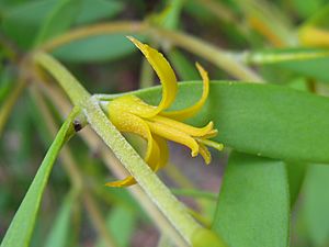 Persoonia lanceolata flower 1