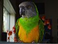 Pet Senegal parrot