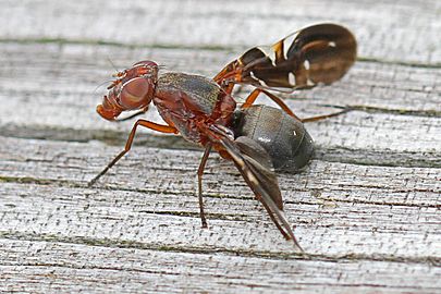 Picture-winged Fly - Delphinia picta, Leesylvania State Park, Woodbridge, Virginia