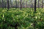 Pine forest with palmetto understory.