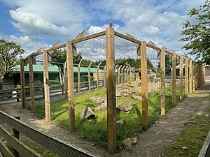 Ponderosa Zoo Serval Enclosure 2021