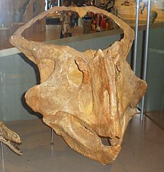 Protoceratops hellenikorhinus 1