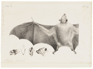 Pteropus ecaudatus - 1700-1880 - Print - Iconographia Zoologica - Special Collections University of Amsterdam - UBA01 IZ20700041.tif