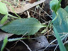 Pterostylis hispidula leaf