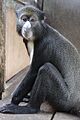 Putty-nosed monkey (Cercopithecus nictitans)