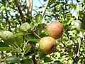 Pyr0589 002 fruit 2005a (1)