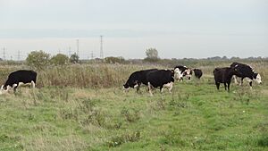 Rainham Marshes LNR cows
