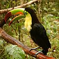 Ramphastos sulfuratus -Belize Zoo-6a-2c