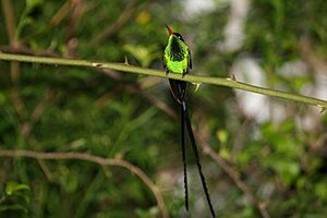 Red-billed Streamertail 2506104129