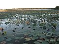 Reelfoot Lake Samburg