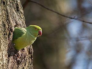 Rose-ringed Parakeet (Psittacula krameri), Parc de Woluwe, Brussels, Belgium