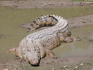 SaltwaterCrocodile('Maximo')