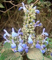 Salvia hispanica (10461546364)