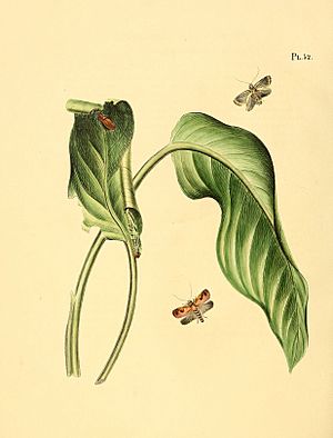Sepp-Surinaamsche vlinders - pl 052 plate descr. as Phalaena thunberghiana or thunbergiana