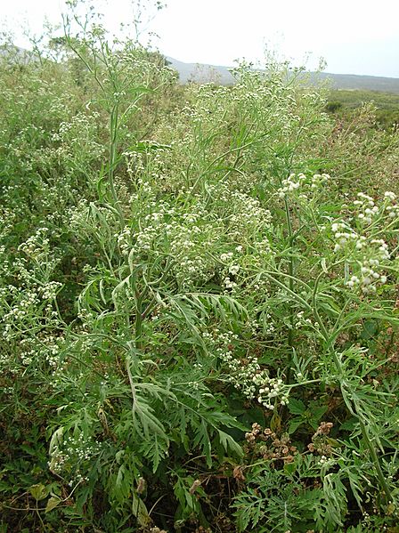 Starr 050423-6650 Parthenium hysterophorus