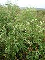 Starr 050423-6650 Parthenium hysterophorus