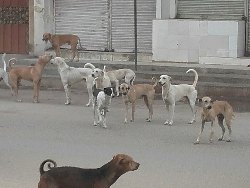 Street dogs in Karachi