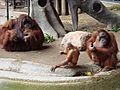 Sumatran orangutan family in Toronto Zoo