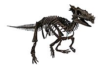 The Childrens Museum of Indianapolis - Dracorex skeletal reconstruction.jpg