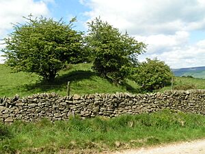 The Grey Ditch - geograph.org.uk - 177318