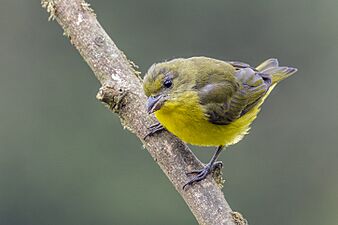 Thick-billed euphonia (Euphonia laniirostris melanura) female Cundinamarca 3